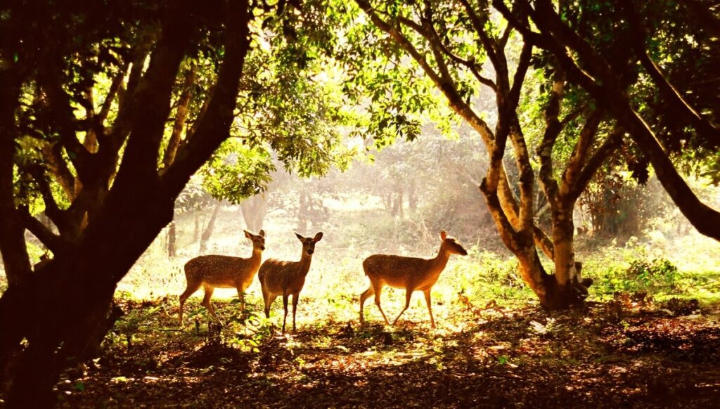 Cuc Phuong National Park Vietnam