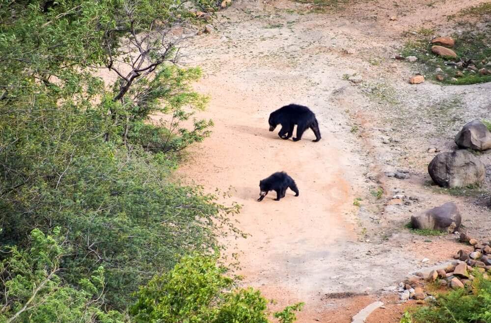 Daroji Sloth Bear Sanctuary Karnataka