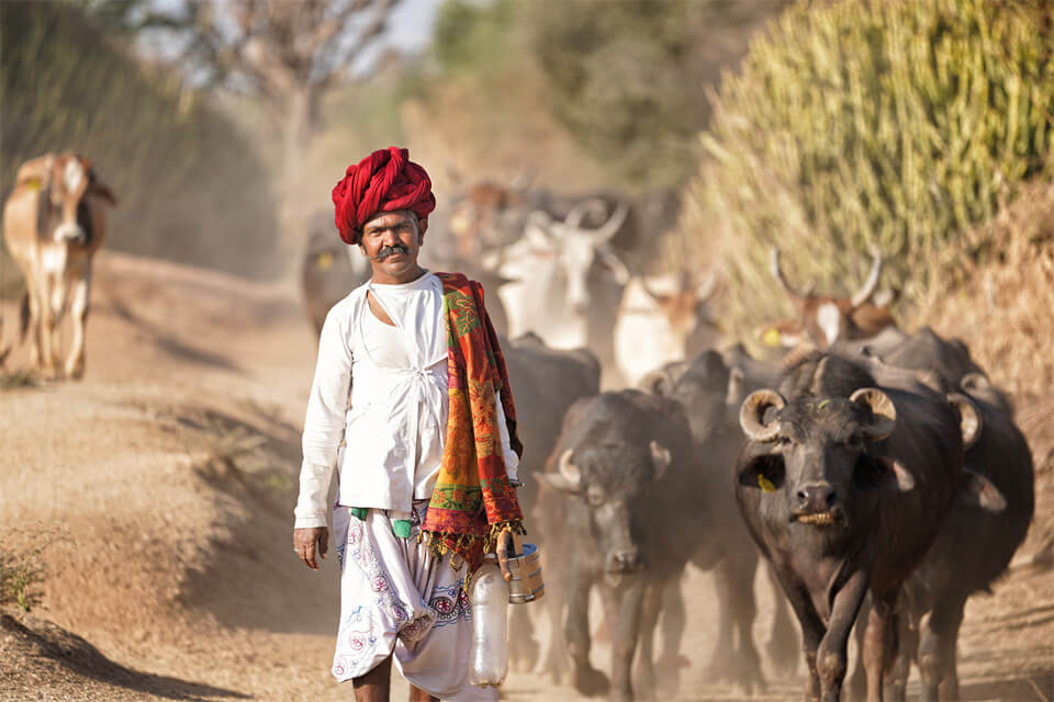Jawai Villages & The Rabari Tribe Rajasthan