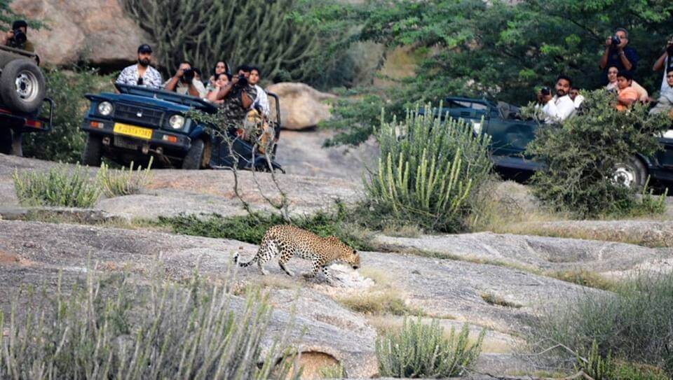 Leopard Safari, Jawai Bandh, Rajasthan