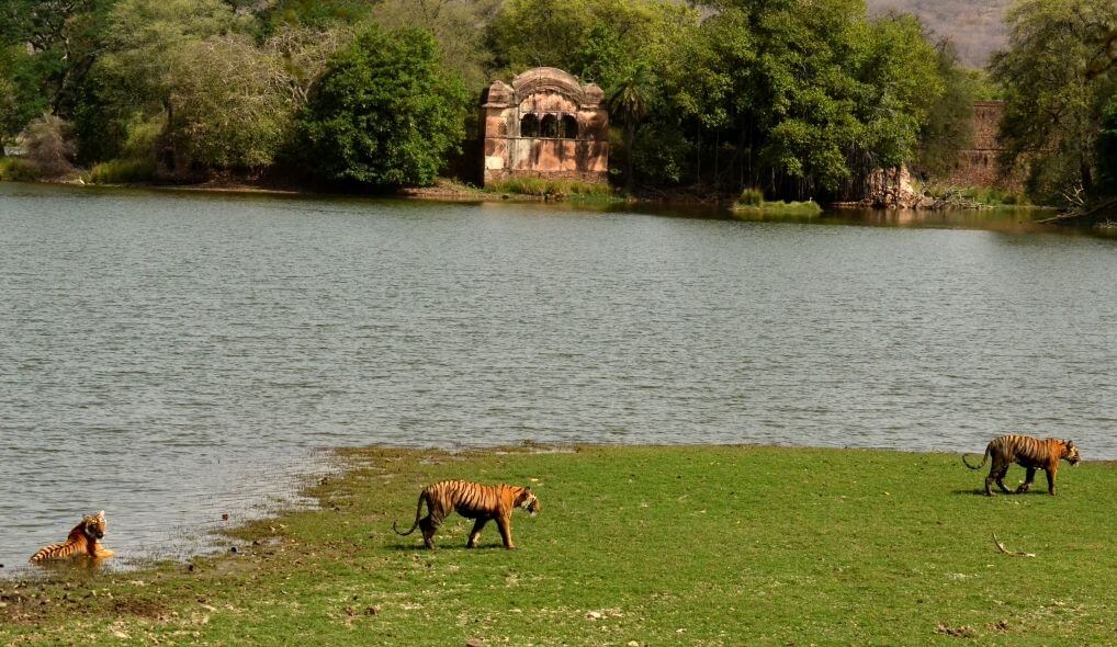 Mukundra Tiger Reserve Kota Rajasthan