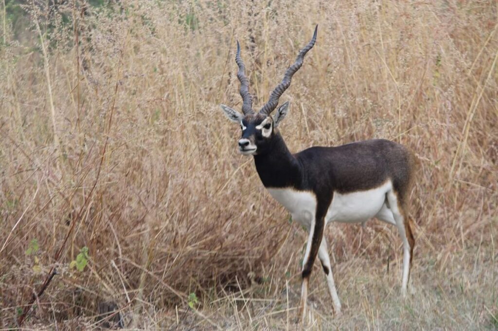 Ralamandal Wildlife Sanctuary Indore Madhya Pradesh