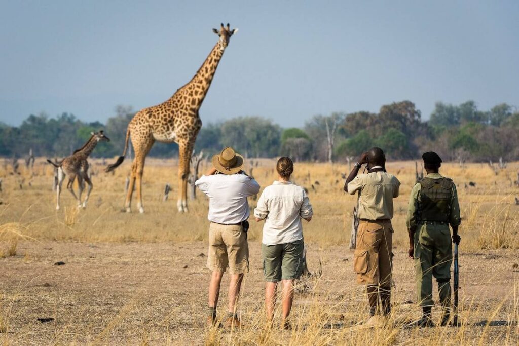 South Luangwa National Park, Zambia