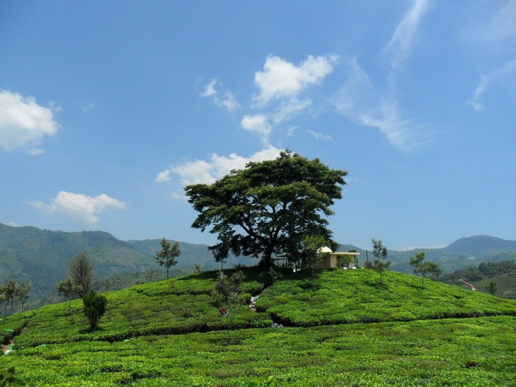 Tea Plantations in Kotagiri Tamil Nadu