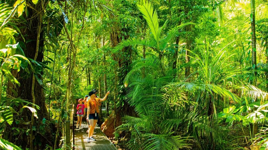Walking Safari Daintree Rainforest, Australia