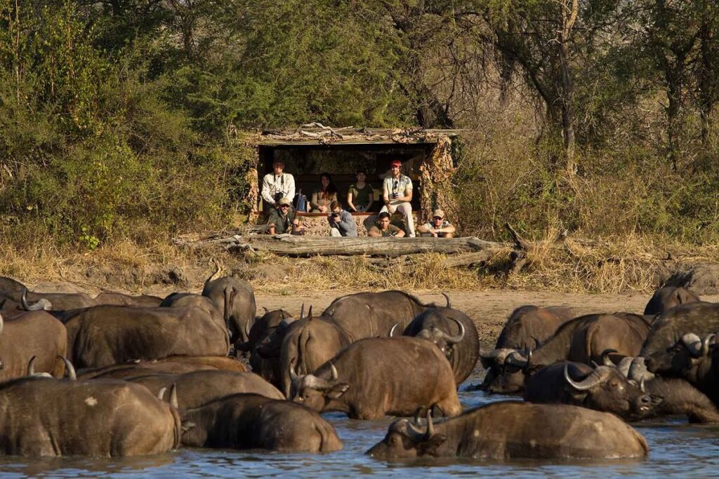 Walking Safari Kruger National Park, South Africa
