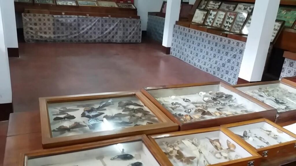 Wankhar Entomology Museum Shillong Meghalaya