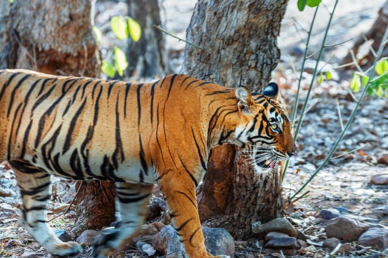 tiger-trip-min