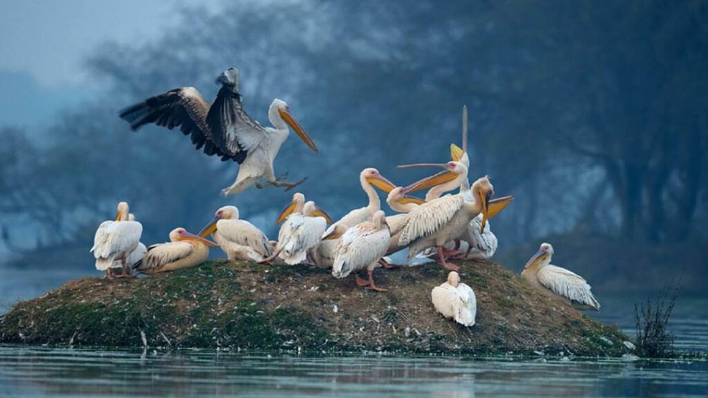Bharatpur National Park Rajasthan
