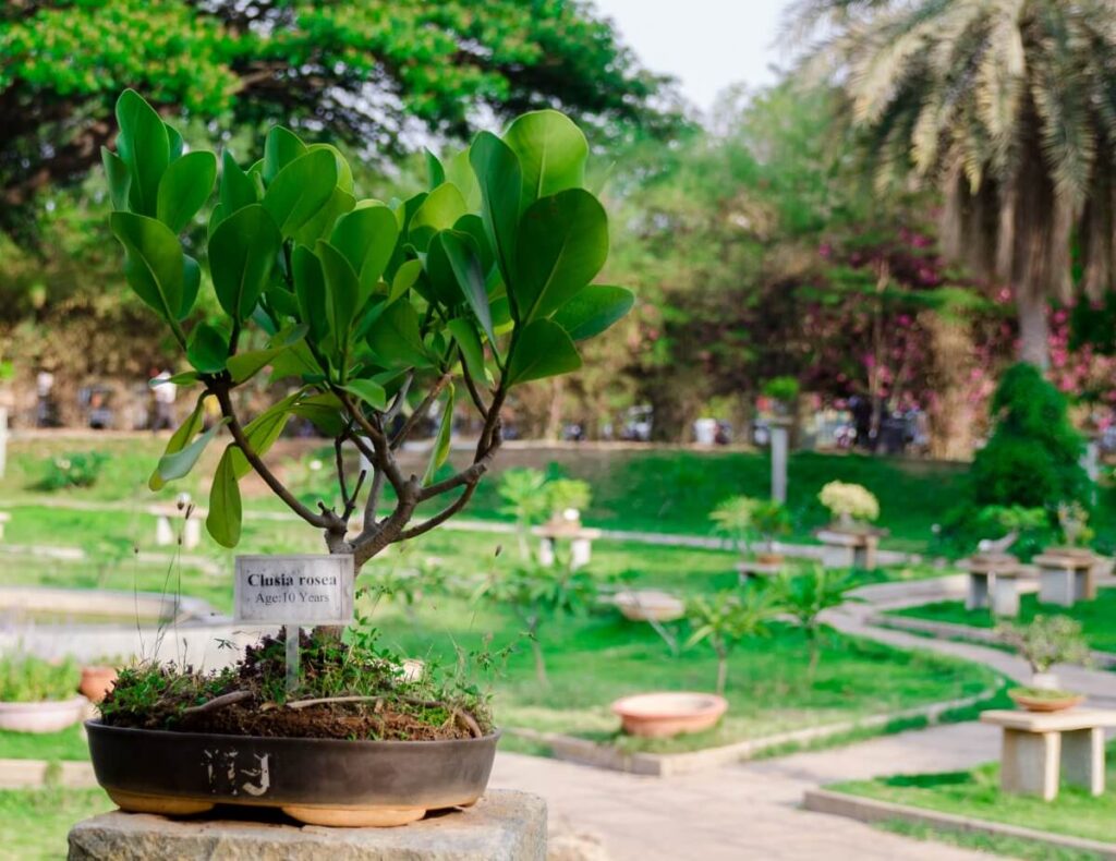Bonsai Garden, Lalbagh Bangalore Karnataka