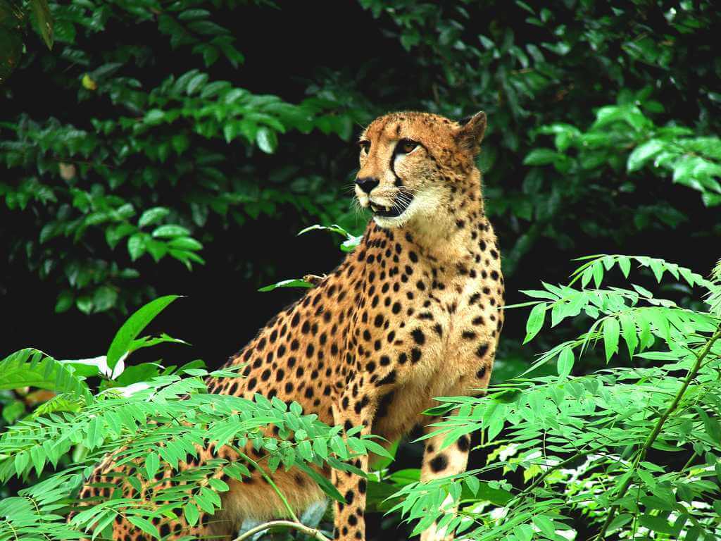 Darrah Wildlife Sanctuary Kota Rajasthan