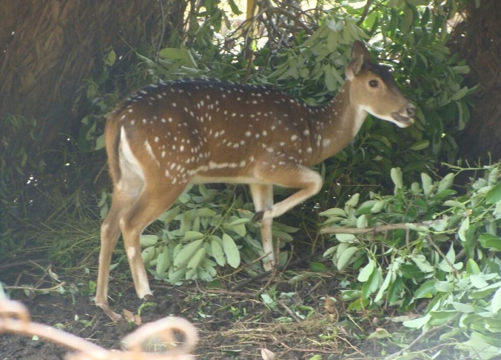 Deer Park Yercaud Tamil Nadu
