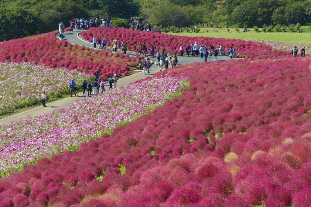 Hitachi Seaside Park, Japan