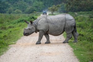 Best time to Visit Assam - Kaziranga