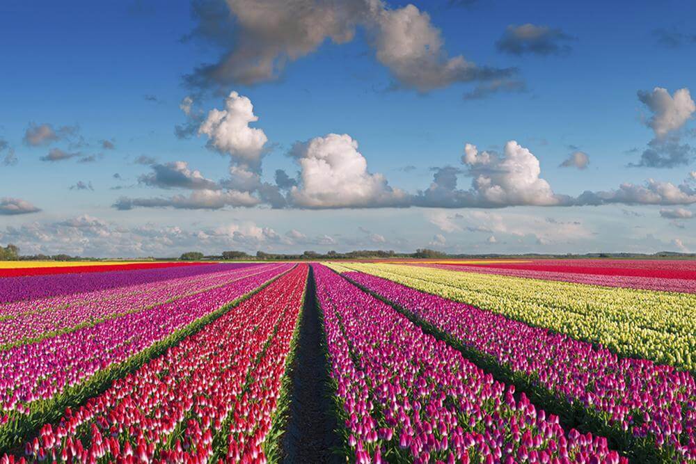 Keukenhof Tulip Gardens, The Netherlands