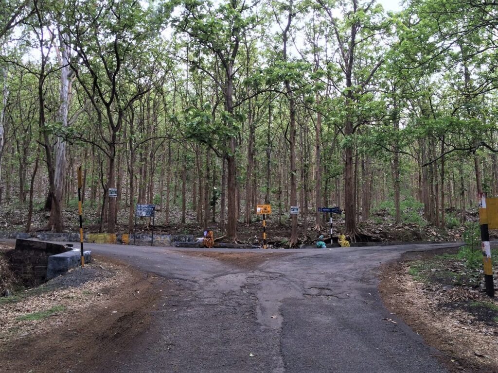 Kottachedu Teak Forest Yercaud Tamil Nadu