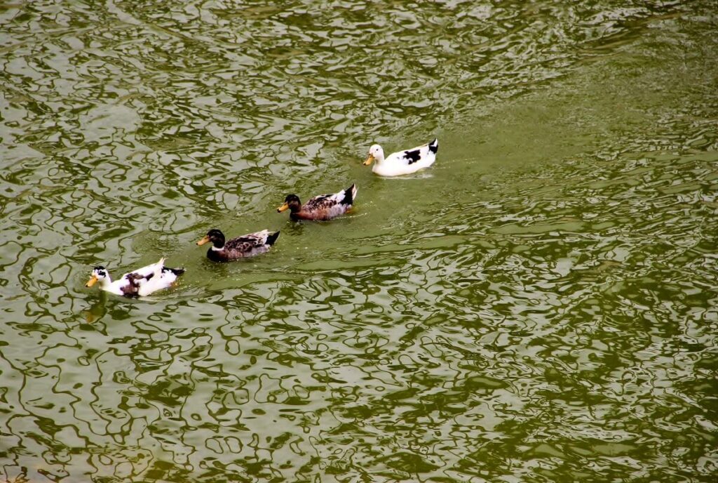 Lakes and Birds Lalbagh Botanical Garden, Bangalore