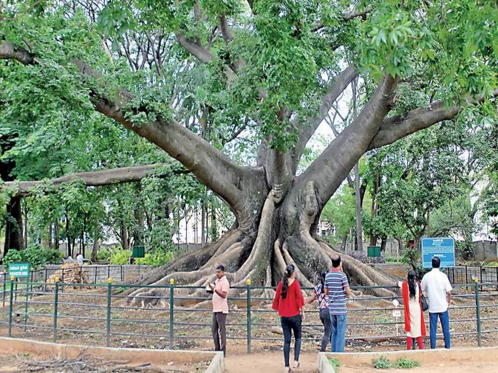 Legend of the Trees Lalbagh Garden, Bangalore Karnataka