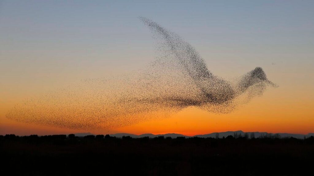 Murmurations