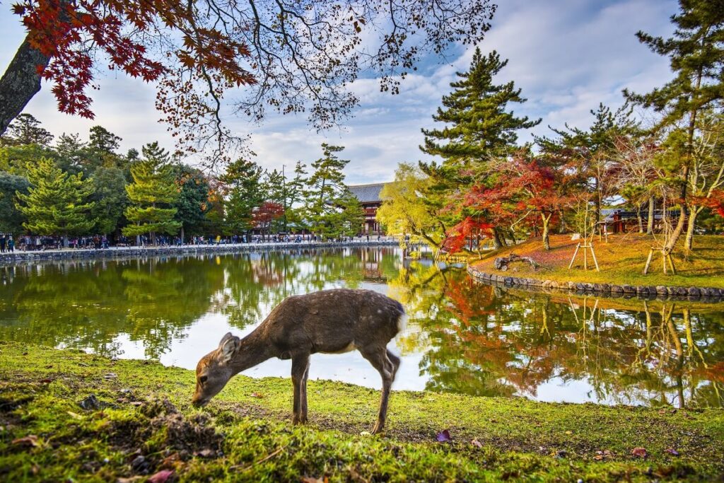 Nara Park, Japan