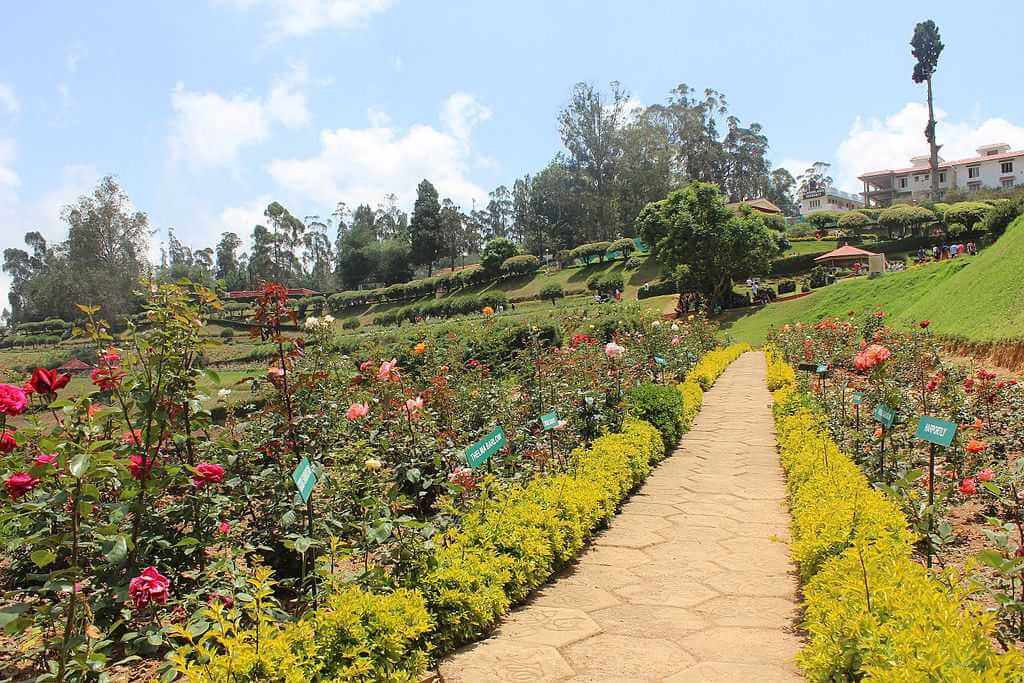 Ooty Rose Garden Tamil Nadu
