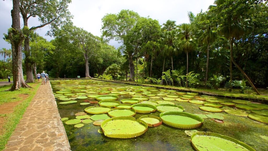 SSR Botanical Garden, Mauritius