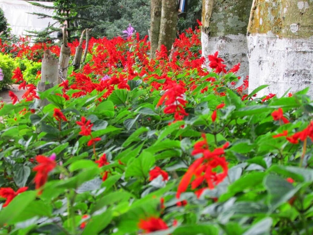 Silk Farm and Rose Garden Yercaud Tamil Nadu