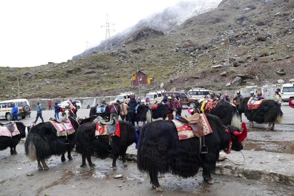 Yak Riding in Kufri Shimla