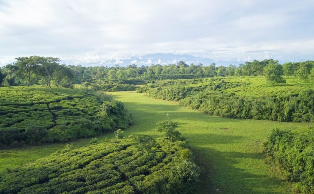 Addabarie Tea Estate Assam