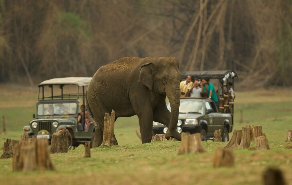 Bandipur National Park Karnataka