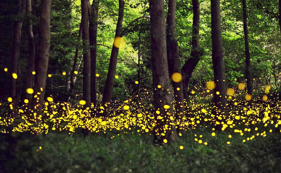 Bhandardara Fireflies Festival Maharashtra