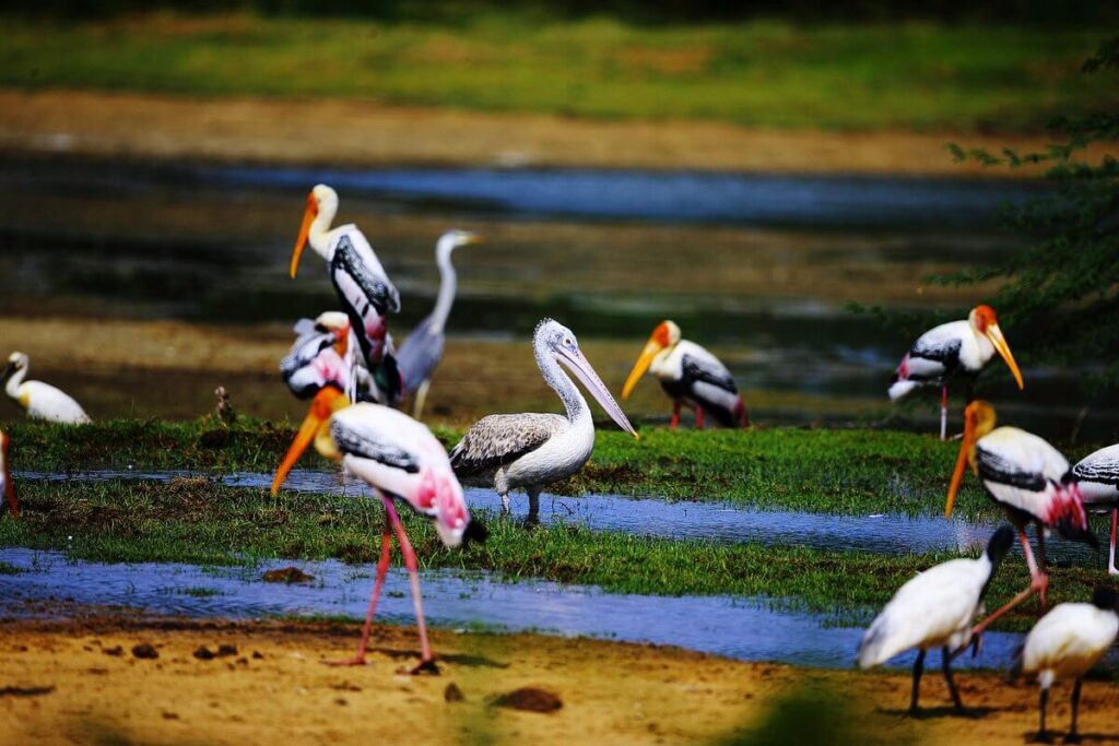 Birds at Kumana National Park Sri Lanka