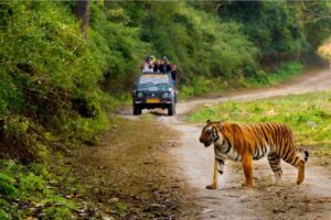 The Ultimate Guide to Tiger-Spotting: India’s Top 7 National Parks