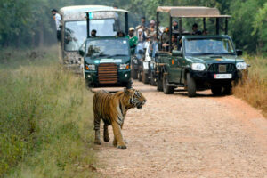 Pench National Park, Madhya Pradesh A Detailed Travel Guide