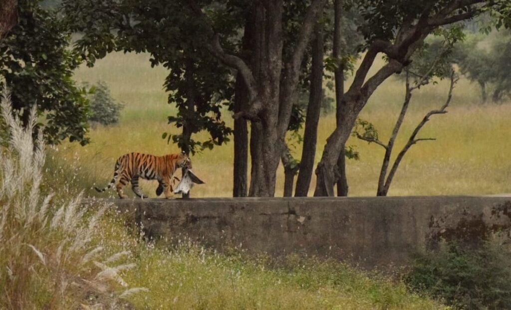 Bandhavgarh National Park