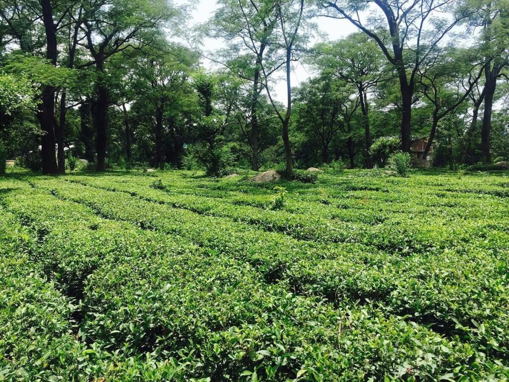 Tea Gardens Palampur Himachal