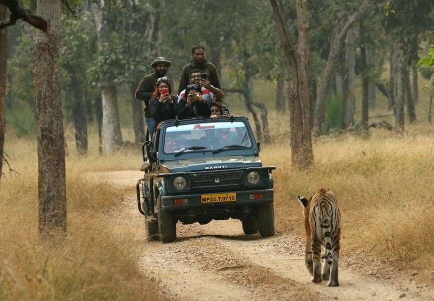 Types of Safaris in Pench National Park