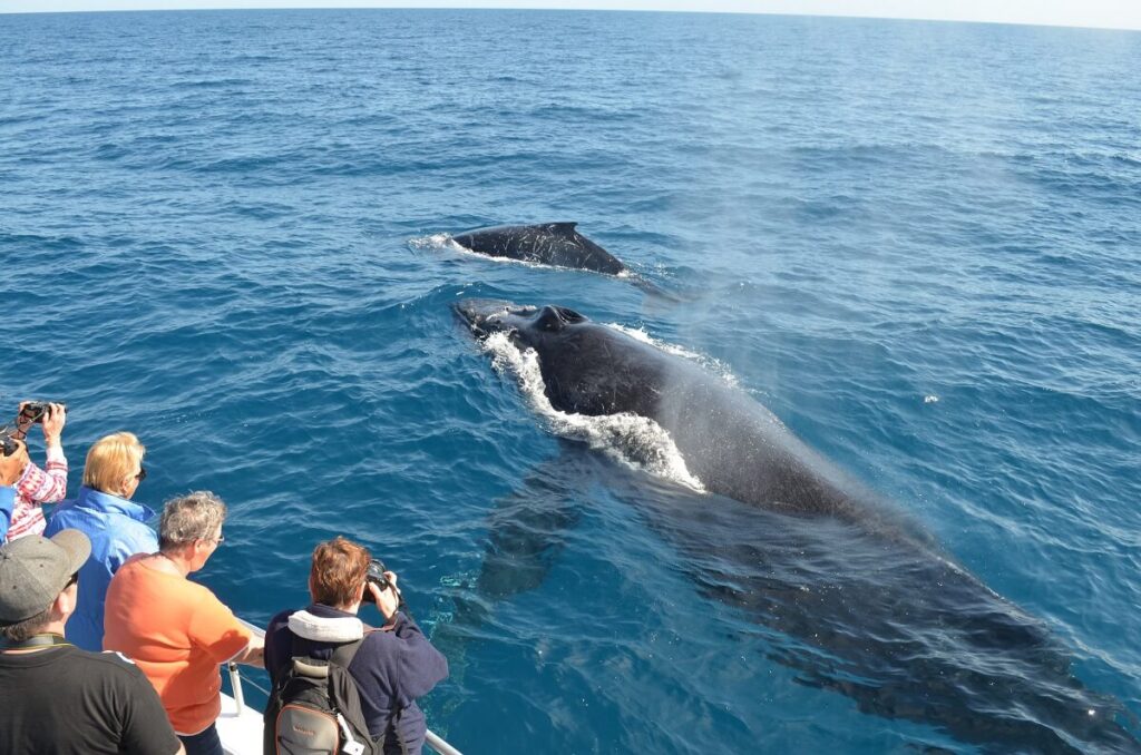 Whale Watching Trincomalee (Trinco), Northeast Coast Sri Lanka