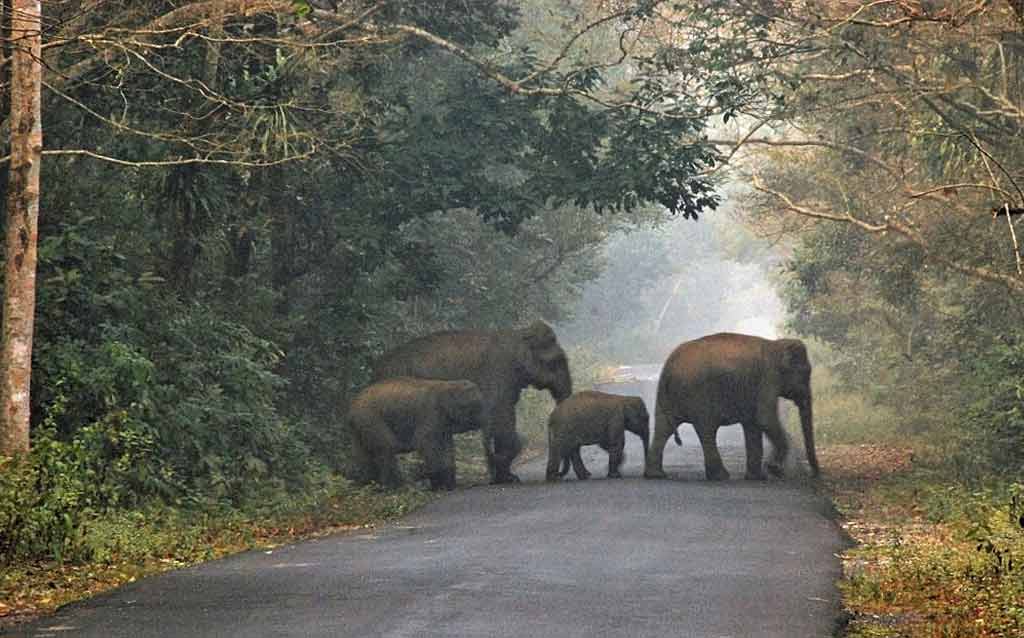 Wildlife Dooars West Bengal