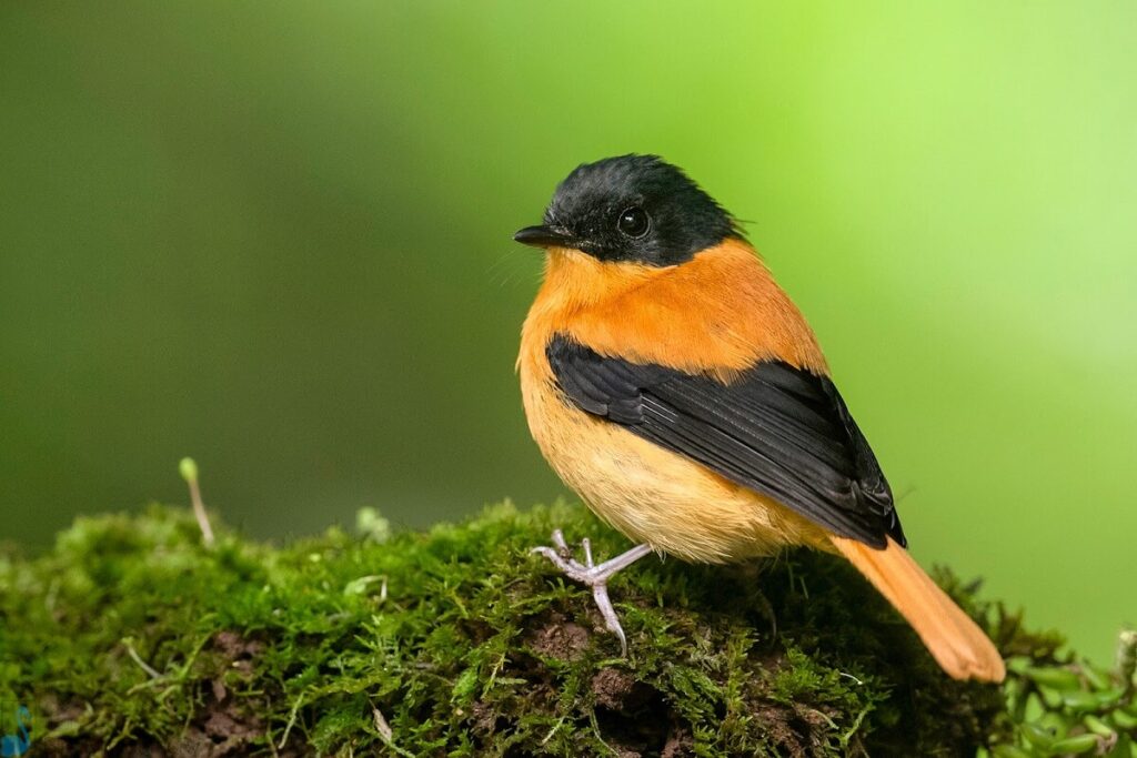 Bird Watching at Coonoor Tamil Nadu