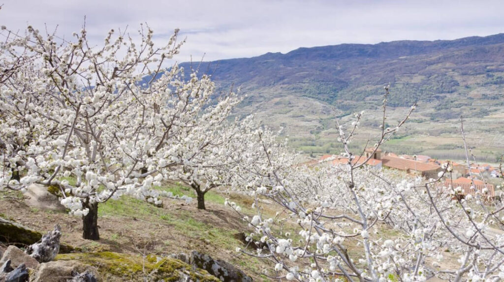 During Spring Jerte Valley, Spain