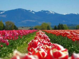 During Spring Skagit Valley, USA