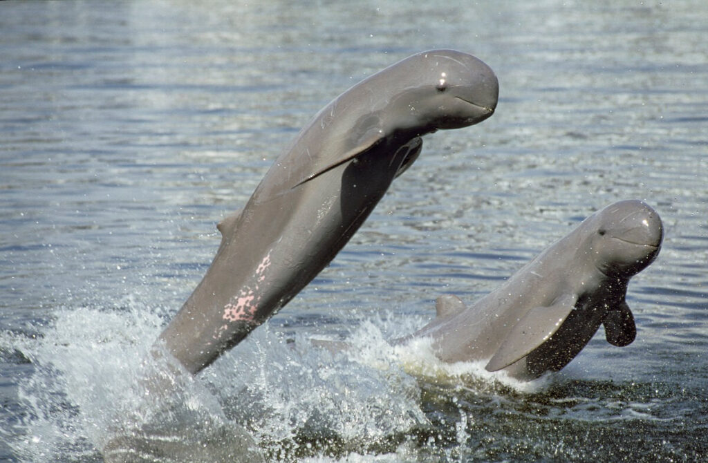 Irrawaddy dolphins Kratie Cambodia