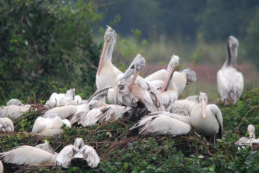 Nelapattu Bird Sanctuary Nellore Andhra Pradesh