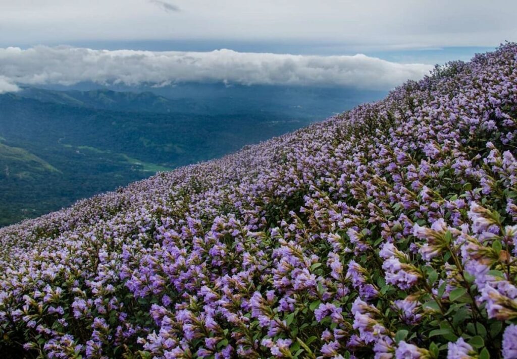 Spring During Neelakurinji Flowers Munnar Kerala