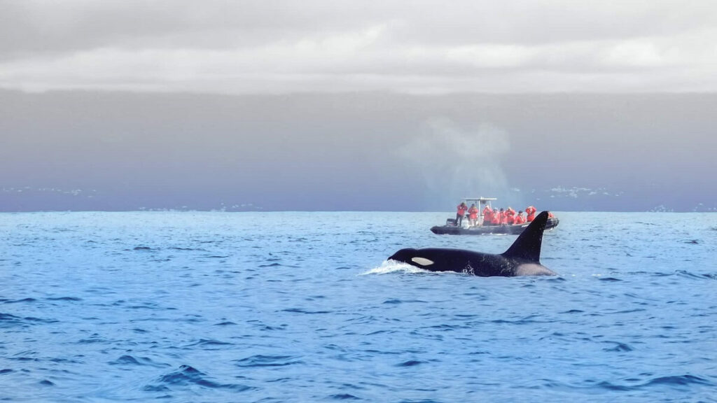 Whale Watching Azores Portugal