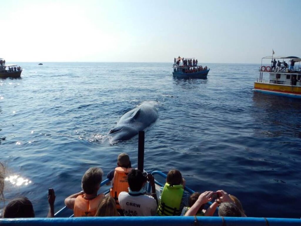 Whale Watching, Sri Lanka