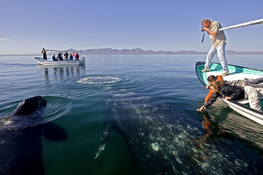 Whale Watching in Baja Peninsula, Mexico