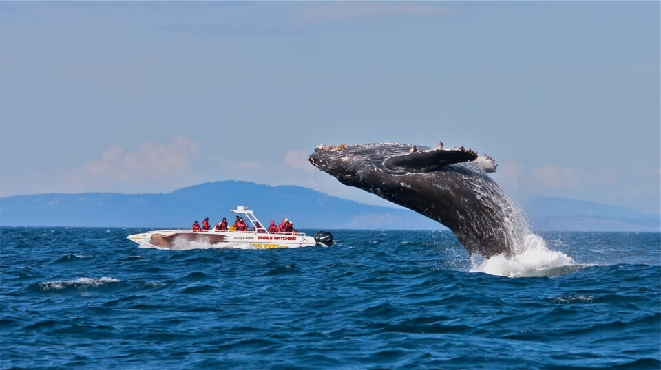 Whale Watching in Hermanus, South Africa