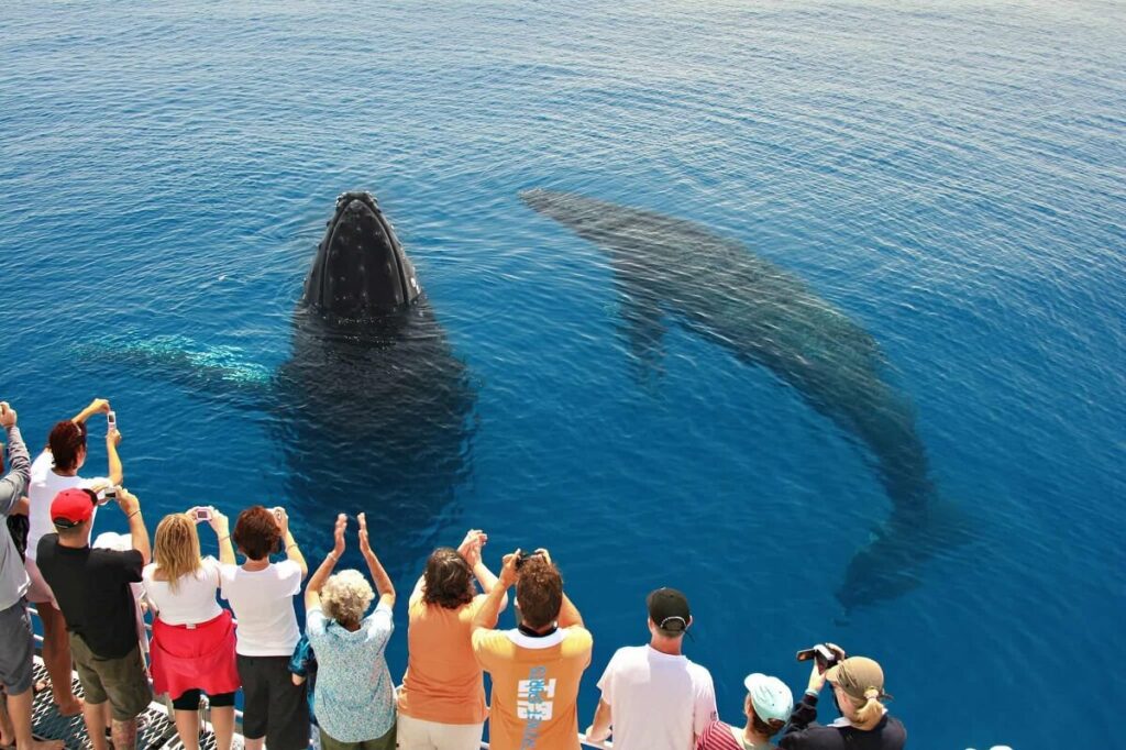 Whale Watching in Hervey Bay, Australia